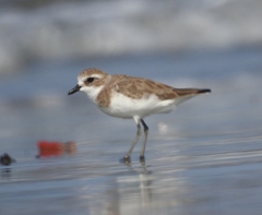 Charadrius mongolus