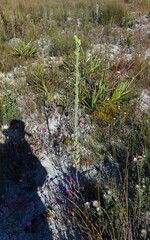 Thesium euphorbioides