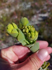 Thesium euphorbioides