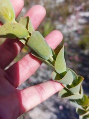 Thesium euphorbioides