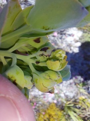 Thesium euphorbioides