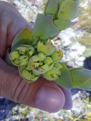 Thesium euphorbioides