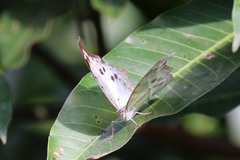 Protogoniomorpha parhassus
