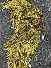 Phyllospora comosa