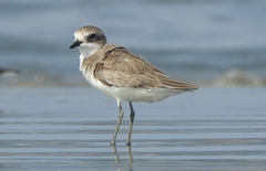 Charadrius leschenaultii