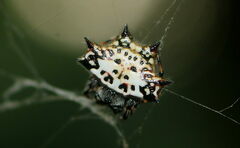 Gasteracantha kuhli