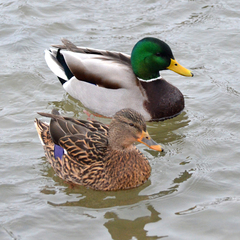 Anas platyrhynchos