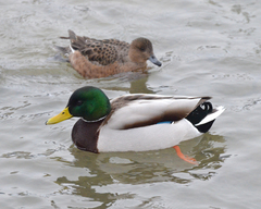 Anas platyrhynchos