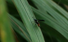 Leucospis petiolata