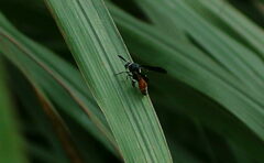 Leucospis petiolata