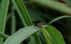 Leucospis petiolata