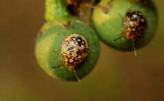 Chrysocoris