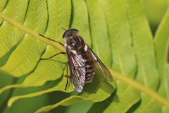Scaptia jacksonii