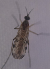 Sylvicola fenestralis
