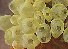 Perophora modificata