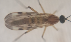 Sylvicola fenestralis