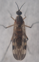 Sylvicola fenestralis