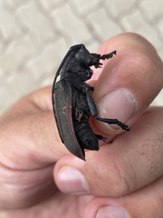 Ceroplesis ferrugator