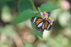 Danaus