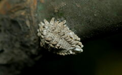 Monophlebidae