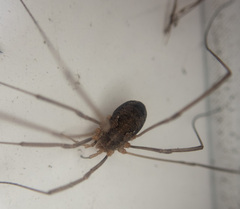 Phalangium opilio