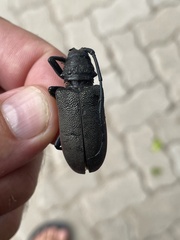 Ceroplesis ferrugator