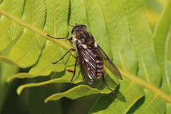 Scaptia jacksonii