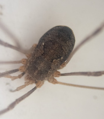 Phalangium opilio