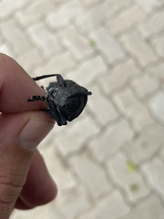 Ceroplesis ferrugator