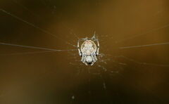 Eriovixia