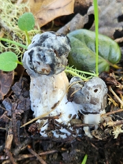 Hypomyces cervinigenus