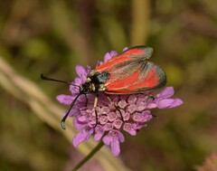 Zygaena erythrus