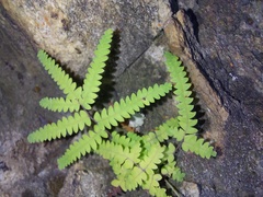 Gleichenia polypodioides