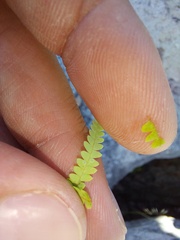 Gleichenia polypodioides