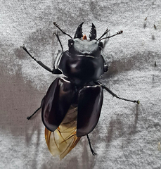 Neolucanus baladeva