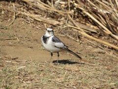 Motacilla alba lugens