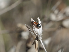 Anthelephila pedestris