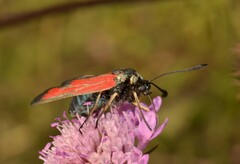 Zygaena erythrus