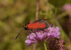 Zygaena erythrus