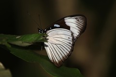 Hypolimnas anthedon wahlbergi