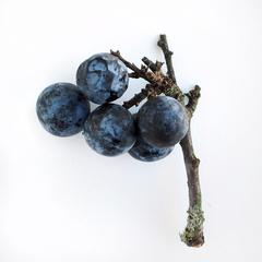 Prunus spinosa