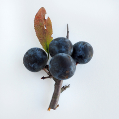 Prunus spinosa