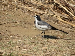 Motacilla alba lugens