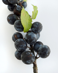 Prunus spinosa