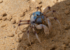 Mictyris longicarpus