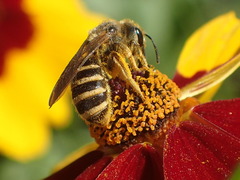 Halictus farinosus