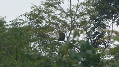 Cercopithecus nictitans