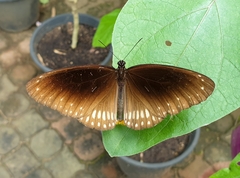 Euploea core asela