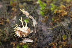 Akanthomyces aculeatus