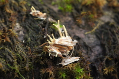 Akanthomyces aculeatus